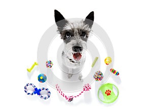 Dog with pet toys