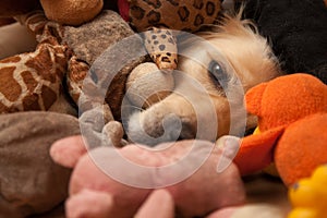 Dog between pet toys