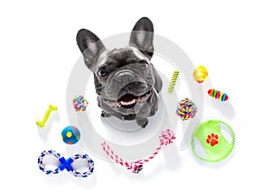 Dog with pet toys