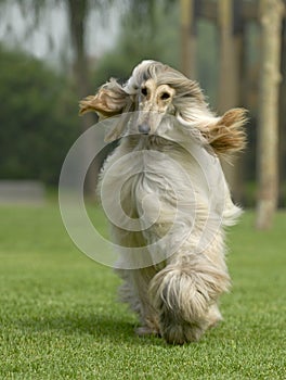 Dog pets Afghan Hound