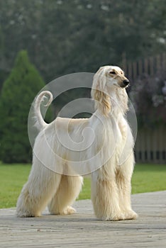 Dog pets Afghan Hound