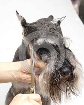 Dog pets Standard Schnauzer