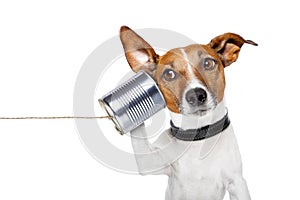 El perro sobre el teléfono 