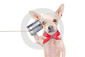 Dog on the phone