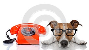 Dog on the phone