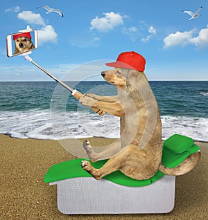 Dog with phone on beach chair 2