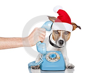 Dog on the phone christmas santa hat