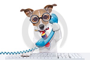 El perro sobre el teléfono 