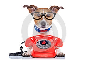 Dog on the phone