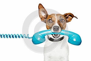 Dog on the phone and looking th the side