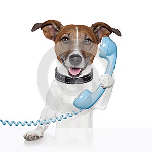 Dog on the phone talking