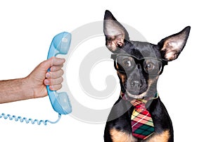 Dog on the phone or telephone