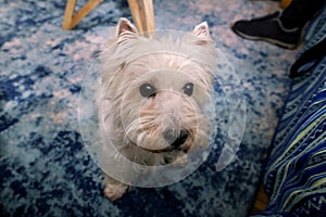 Dog photo shoot at home. Pet portrait of West Highland White Terrier dog enjoying and resting on floor and blue carpet at house.