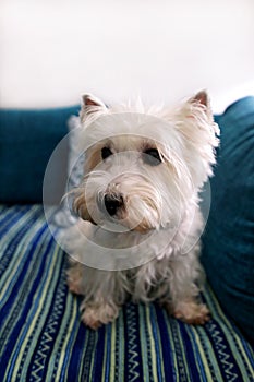 Dog photo shoot at home. Pet portrait of West Highland White Terrier dog lying and sitting on bed and blue blanket couch at house.