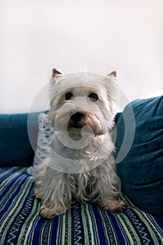 Dog photo shoot at home. Pet portrait of West Highland White Terrier dog lying and sitting on bed and blue blanket couch at house.