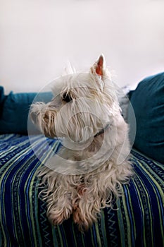 Dog photo shoot at home. Pet portrait of West Highland White Terrier dog lying and sitting on bed and blue blanket couch at house.