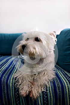 Dog photo shoot at home. Pet portrait of West Highland White Terrier dog lying and sitting on bed and blue blanket couch at house.