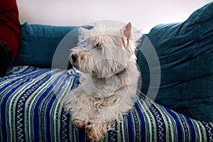 Dog photo shoot at home. Pet portrait of West Highland White Terrier dog lying and sitting on bed and blue blanket couch at house.