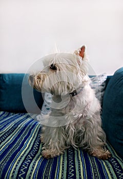 Dog photo shoot at home. Pet portrait of West Highland White Terrier dog lying and sitting on bed and blue blanket couch at house.