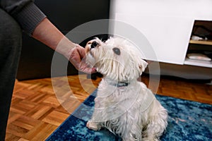 Dog photo shoot at home. Pet portrait of West Highland White Terrier dog sitting on floor and blue carpet at house.