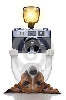 Dog photographer