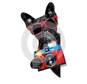 Dog photographer photo