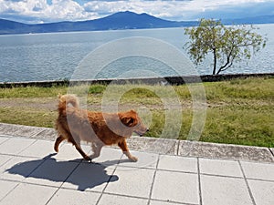 Dog at Pier of Ajijic