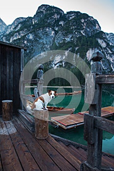 Dog on a pier on Lake braies, Italy. Jack Russell Terrier in nature. Traveling with a pet