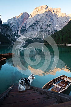 Dog on a pier on Lake braies, Italy. Marble Austrian Shepherd in nature. Traveling with a pet