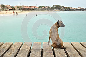 Dog on pier, port in Santa MarÃ­a, Cabo Verde