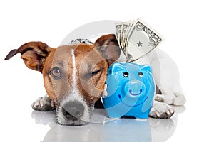 Dog with piggy bank