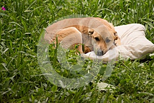 Dog on pillow