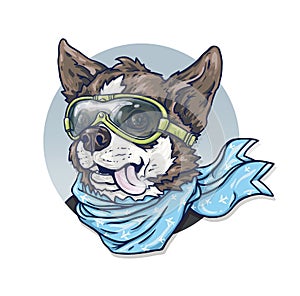 Dog-pilot in glasses and a scarf. Chihuahua. Animation drawing of an amusing dog