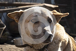 Dog pinched his ears,pet face closeup