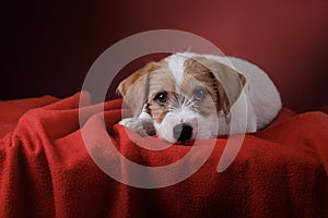 Dog on a pink background. jack russell terrier puppy,