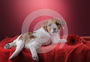 Dog on a pink background. jack russell terrier puppy, photo