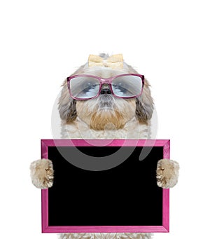 Dog in pink glasses keeps frame in its paws photo