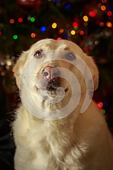 A dog with a pink nose on a defocused Christmas garland background German shepherd husky mix