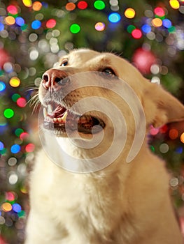 A dog with a pink nose on a defocused Christmas garland background German shepherd husky mix