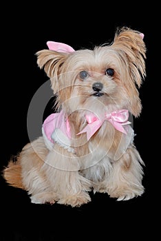 Dog in Pink Pastel Dress