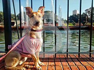 Dog with pink shirt in the water fountain of a park, posing