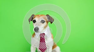 Dog in pink tie and shirt collar sitting, turning head and looking to the cam. Green chroma key background. Video