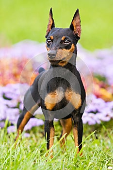 Dog Pinscher on the grass