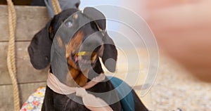 Dog in pirate costume, bandage on muzzle shows tricks with coin. Circus training