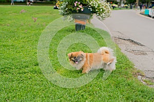 Dog pisses on the grass photo