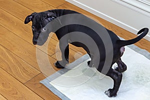 Dog pissing on absorbent diaper on wooden floor