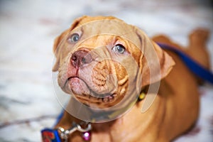 Dog pit bull looking