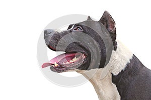 Dog Pit Bull Terrier happy photo