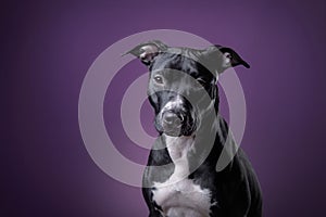 The dog is a pit bull Terrier posing in Studio