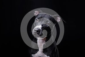 The dog is a pit bull Terrier posing in Studio